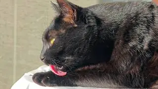Satisfying Cat Grooming &ndash; Close Up and Adorable!