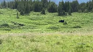 4 Bull Moose having lunch. Devils Thumb Trail