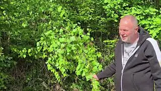 BREZA iz narodne medicine &ndash; Travar Ibrahim Gromila otkriva njenu moć