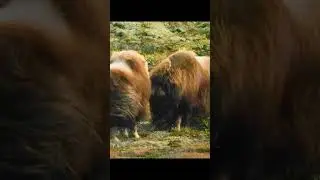 Musk ox bulls fighting with each other!#nature #animals #animals #muskox
