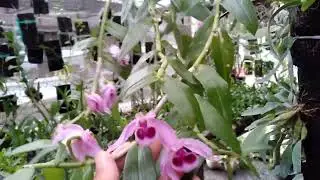 Anggrek Dendrobium Anosmum Var. Superbum