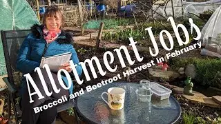 Allotment Jobs ( Broccoli and Beetroot Harvest in February )