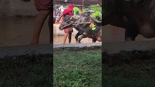 Kambala Start #trending #live  #today #watch