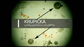 Krupička - Ichthyophthirius multifiliis (White spots disease) - www.shrimp.sk
