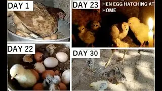 hen egg hatching in tamil | hatching hen eggs in tamil | country chicken egg hatch  @maaranuniverse