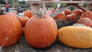 It is Pumpkin Patch and Corn Maze Time!