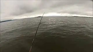 NEW ZEALAND TROUT FISHING LIPSTICK ON A PIG