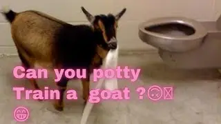 Can you potty train a goat?🙃🙂😁