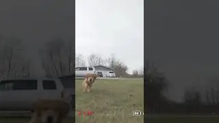Dog Attack on Drone