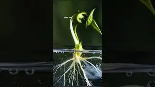 #seedtoplant #ihavethisthingwithplants #garden #plantgrowth