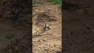 Конго-Браззавиль, Пуэнт-Нуар, Көбелектер / Congo-Brazzaville, Pointe-Noire,  Butterflies