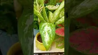 My Lovely Plants 💐🤗#plantshorts #ytshorts #shorts #trendingshorts #daku #trendingsong