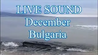 Sea Surf charges you with energy and positivity 🐬 LIVE SOUND  December  Bulgaria