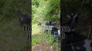 GOATSCAPING: Goats Eat Poison Ivy & Clear Yard // BEFORE & AFTER