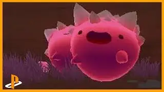 Slime rancher how to BREED slimes