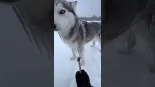 Wolf Trapped in a Solid Ice Shell Finally Gets Free 🐺❄️