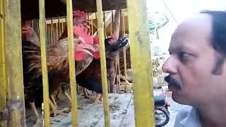 Punjab Universal Desi Hen Pure May24