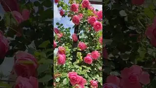 Beautiful climbing pink rose # climbing rose garden # shorts # rose lover # youtube shorts # nature