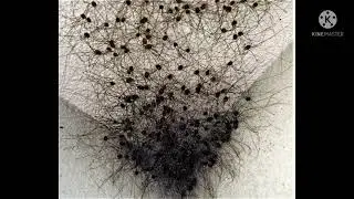 Do you know about  the HARVESTMAN&rsquo;S LEGS
