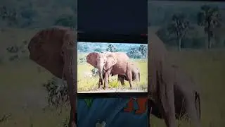 Elephant Rumbling Sound Effects