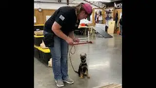 #GSD #Puppy Attacks #Agility Course 