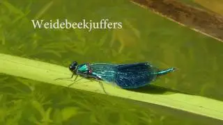 Weidebeekjuffers