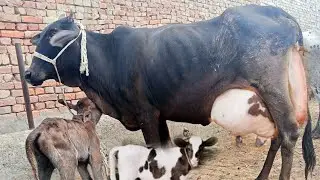 (ph,03067684474), Dade,31,12,2025,مہیا سال کی اوفر