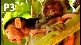 Baby Janna cry ...cry loudly call mom rescues from Tarzana | Janna lost mom long time hungry milk.