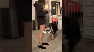 Il tuo cane è un vero eroe… 🥹❤️