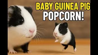 Baby Guinea Pig Popcorn Jump Compilation 🐹 | Cutest Black & White Guinea Pig Ever!