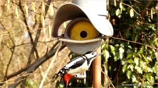 Der Buntspecht am Futtersilo.