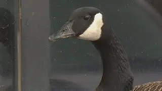 Tips for peaceful coexistence with aggressive Canada geese