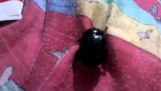 El bicho negro boluyt