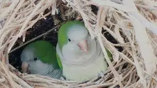 cocotas
