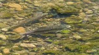 Stock Video - Sucker fish, swimming upstream past a cutthroat trout