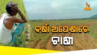 Farmers In Tangi Suffering As Odisha Receives Less Rain This Mansoon | NandighoshaTV