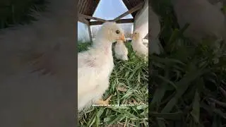 Growing our chicken meat for the year