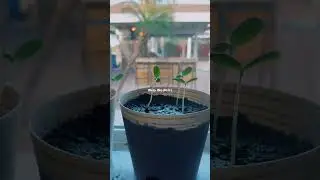 Simple science experiment 🍈 #everydayhomeschool #science #sproutingseeds