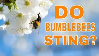 Do Bumblebees Sting: Facts and Information About Bumblebee Sting