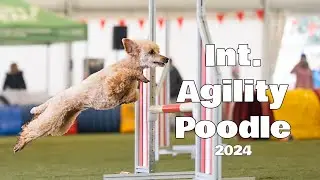Amira | Int. Agility Poodle 2024
