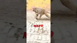 Mother Monkey Dead Baby monkey very sad 😭 #trending #virelshorts #viral