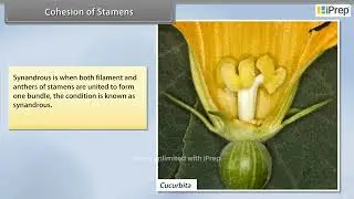 Parts of a Stamen Cohesion Adhesion | Morphology of Flowering Plants | Biology | Class 11th | iPrep