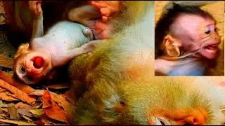 Incredible, mother refuses to give milk to baby...! SO CUTE MONKEY