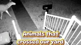 Wildlife in our yard...Wild turkeys, deer, raccoons, skunks, cat fight...Bigfoot?!