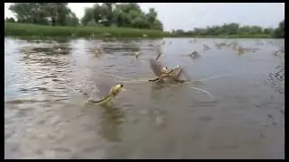 Rusalii/ Efemeride / Delta Dunării