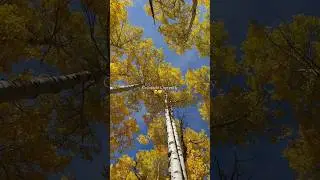 It&rsquo;s called colorful Colorado for a reason! #capcut #colorado #aspens #autumn #fall #hiking #shorts