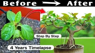 Baniyan Bonsai 4 Years Timelapse Transformation 