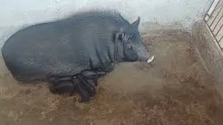 Bagong Native Piglets sa Farm