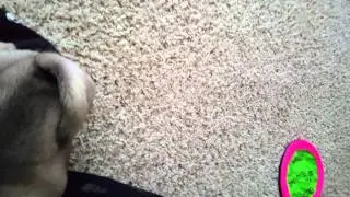 Training the new attack dog
