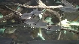 Semaprochilodus taeniurus